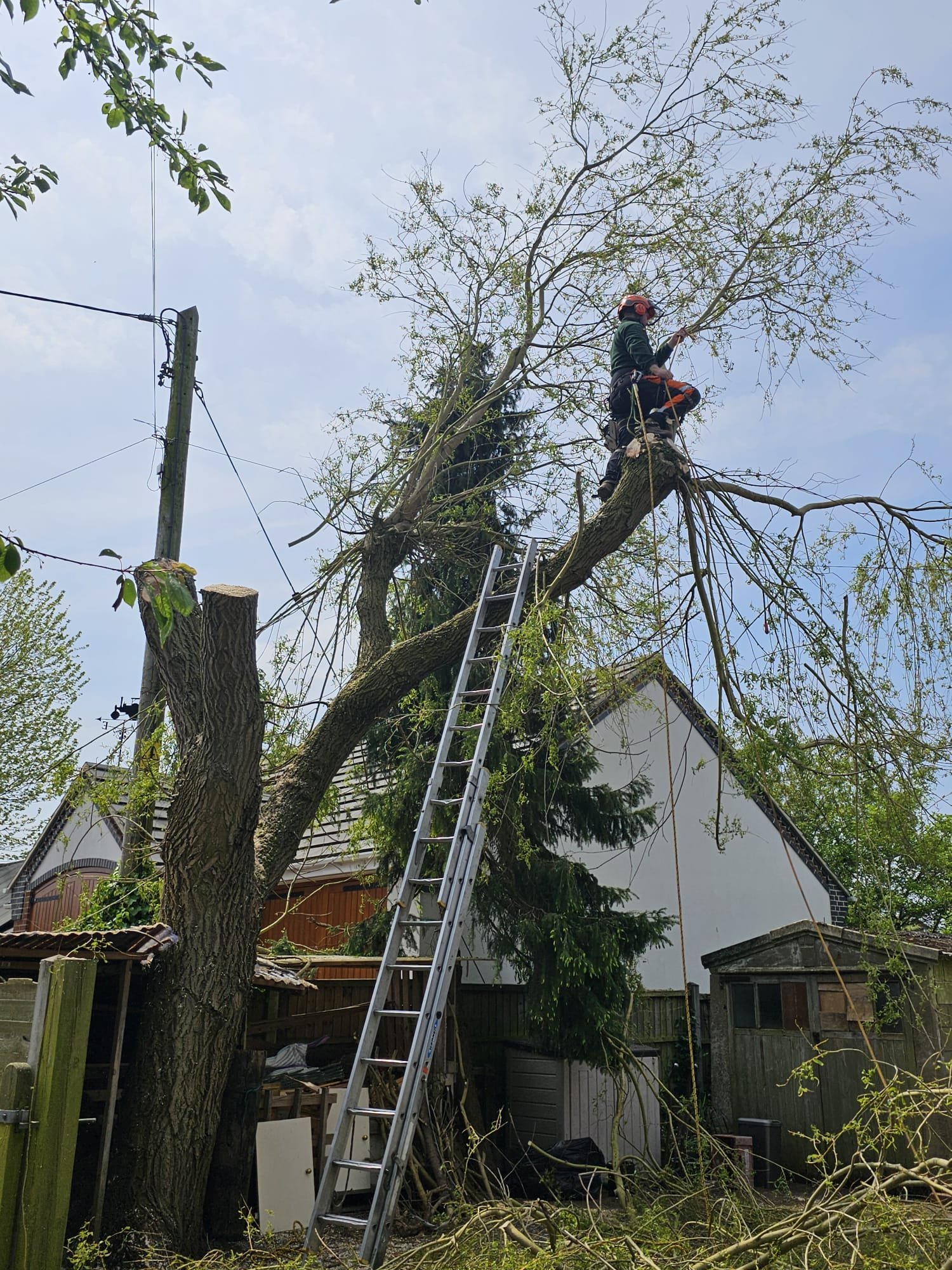 Herring Trees & Landscaping — tree surgery and hedge maintenance in Derby and Nottingham