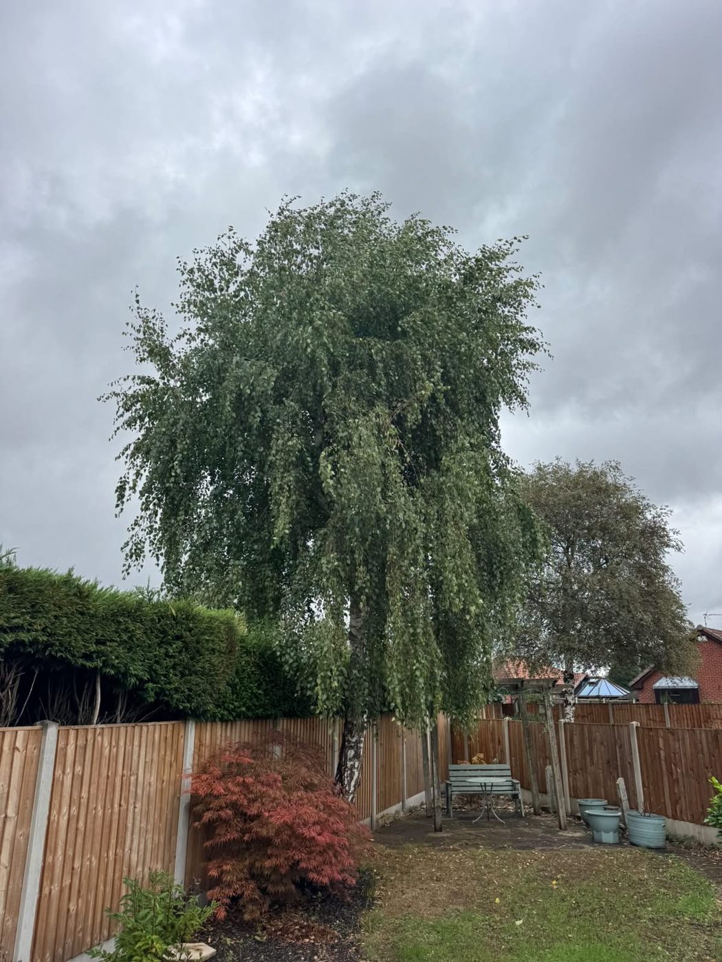 A mature weeping birch in full leaf filling the end of a small back garden, behind a new close-board fence