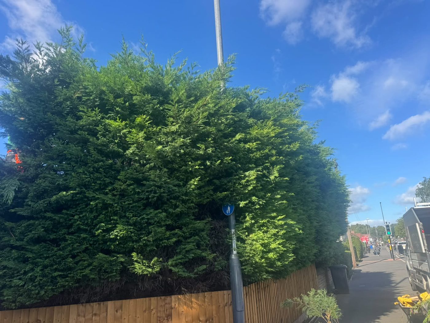 An overgrown conifer hedge standing well above a new close-board fence beside a pavement and lamp column